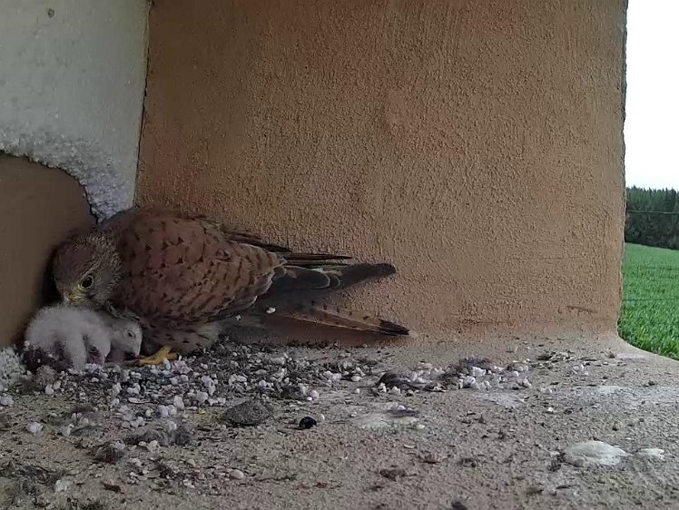 Frame_2021-07-13_10-10-01